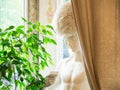 Bright authentic home interior. Plaster bust behind the curtain by the window, indoor plants. Home landscaping, urban jungle,