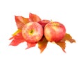 Bright autumn apple fruits. Red apples with fall leaf isolated on white Royalty Free Stock Photo