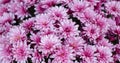 Bright autumn background of blooming pink chrysanthemums Royalty Free Stock Photo