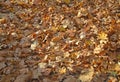 bright autumn background of fallen maple leaves in yellow, orange and red colors Royalty Free Stock Photo