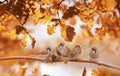 Autumn background with small birds sparrows sitting among the golden oak tree foliage Royalty Free Stock Photo