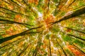 Bright autumn beech trees crowns, fall in the foliar forest. Royalty Free Stock Photo