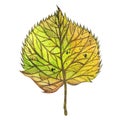 Bright autumn birch leaf. Hand drawn yellow watercolor leaf. A colorful golden leaf of a tree with thin veins and a petiole. A Royalty Free Stock Photo