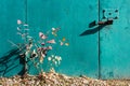 Bright autumn bush.Turquoise texture of peeling paint. Iron gate, lock and bolts. Royalty Free Stock Photo