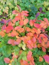 Bright autumn bushes in Perm