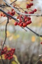 Autumn postcard. nature in autumn. red mountain ash and dry leaves. Royalty Free Stock Photo