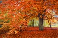 Bright Autumn Colors, Tree in the woods