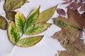 Bright autumn dry leaves lie on the white surface of the table