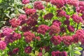 Bright autumn floral natural background with blooming pink flowers sedum (stonecrop) on a flowerbed in the garden. Succulent plan