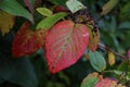 Bright autumn foliage. Bright autumn foliage on trees Royalty Free Stock Photo