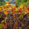 Bright Autumn Foliage and Clusters of Ripe Grapes Royalty Free Stock Photo