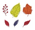 Bright Autumn Foliage with Different Leaf Color Vector Set Royalty Free Stock Photo