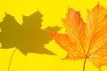 Bright autumn foliage lies on yellow background with copy space. Texture of multicolored maple leaf with shadow on yellow surface Royalty Free Stock Photo