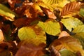 Bright autumn foliage. Bright autumn foliage on trees. Royalty Free Stock Photo
