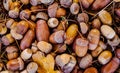 Bright autumn in the forest. Ripe acorns