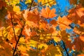 Bright autumn landscape. Autumn tree leaves the blue sky background. Royalty Free Stock Photo