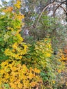 Autumn landscape  with  trees, blue sky,  yellow maple in the wood Royalty Free Stock Photo