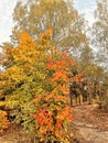 Orange maple, birch, path  and blue sky  in the park Royalty Free Stock Photo