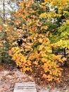 Orange maple, wooden bridge  in the park Royalty Free Stock Photo