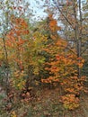 Autumn landscape in colorful october wood