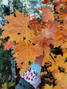 Bright orange maple in the hand in october wood