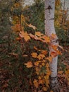 Yellow maple, birch and pines in autumn wood Royalty Free Stock Photo