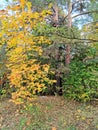 Yellow maple and  green pines in autumn wood Royalty Free Stock Photo