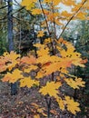 Yellow maple , pines in autumn wood Royalty Free Stock Photo