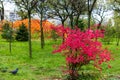 Bright autumn landscape, red and yellow leaves are burning in the city park against the background of green trees. Royalty Free Stock Photo