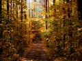 Bright autumn landscape, road in the forest Royalty Free Stock Photo