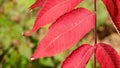Bright autumn leaf in red colors close-up. Royalty Free Stock Photo