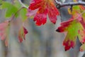 Bright autumn leaf with water drop Royalty Free Stock Photo