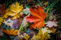 Bright autumn leafage