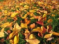 Bright_Autumn_Leaves