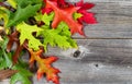 Bright Autumn Leaves on Age Wood