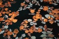 Bright autumn leaves close-up on dark water, fallen foliage from different trees. Concept of Hello autumn. Modern