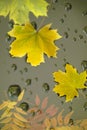 Bright autumn leaves fall on a black background. Royalty Free Stock Photo