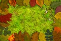 Bright autumn leaves on green moss horizontal background Royalty Free Stock Photo