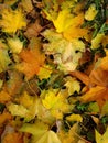 Bright autumn leaves like fire on the ground Royalty Free Stock Photo