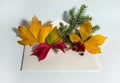 Bright autumn leaves of maple, parthenocissus, chestnut, spruce branch and viburnum berries in an envelope on a white background. Royalty Free Stock Photo