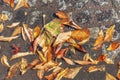 Bright autumn leaves on the pavement. Background. Space for text Royalty Free Stock Photo
