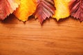 Bright autumn leaves. Red, yellow, green leaves. Wooden background. Leaf frame. Close up.