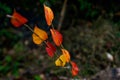 Bright autumn leaves on a small stick Royalty Free Stock Photo