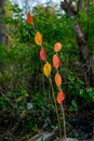 Bright autumn leaves on a small stick Royalty Free Stock Photo