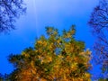 Bright autumn leaves of trees on a background of blue sky