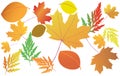 Bright autumn leaves - vector