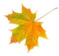 Bright, autumn maple leaf isolated on white background Royalty Free Stock Photo