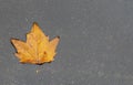 Bright autumn maple leaf in the puddle Royalty Free Stock Photo