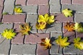 Bright autumn maple leaves lie on the paving slabs. Autumn leaf fall. Natural autumn background Royalty Free Stock Photo