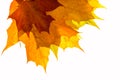 Bright autumn maple leaves. Three multi-colored leaves are superimposed on each other.